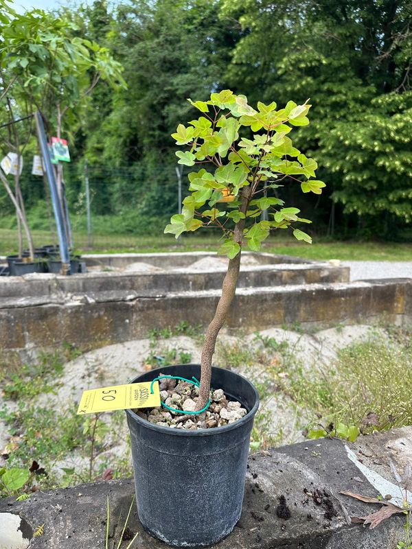 Acer buergerianum, Acero Tridente, Pezzo Unico n. 50 - h 40 cm PREBONSAI, BONSAI FOTO MAGGIO 2026