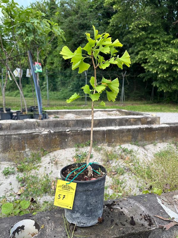 Ginkgo biloba, Pezzo Unico n. 57 - 30 cm PREBONSAI, BONSAI FOTO MAGGIO 2026