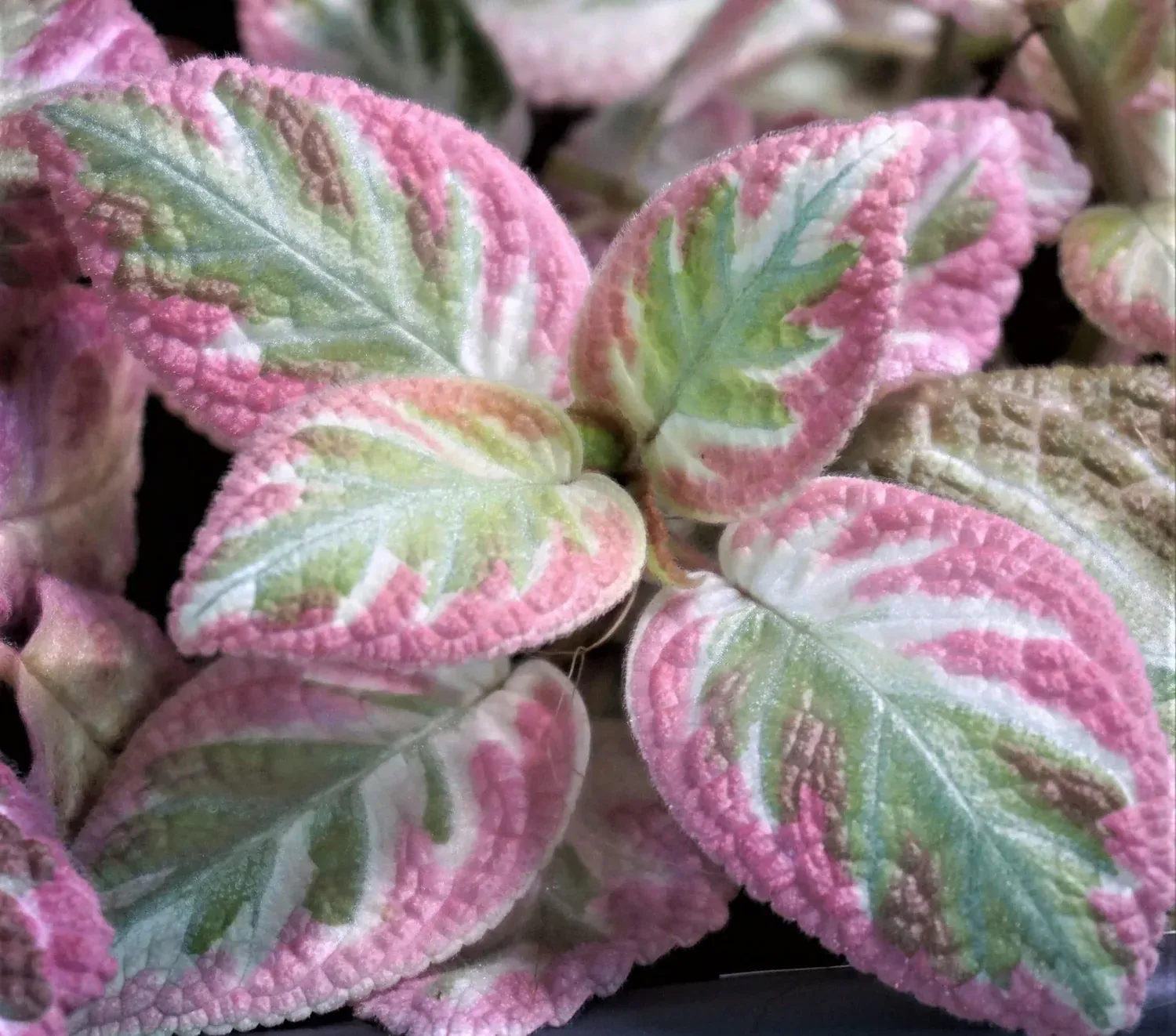 Episcia Pink Brocade - vaso Ø12 cm Episcia Pink Brocade - vaso Ø12 cm