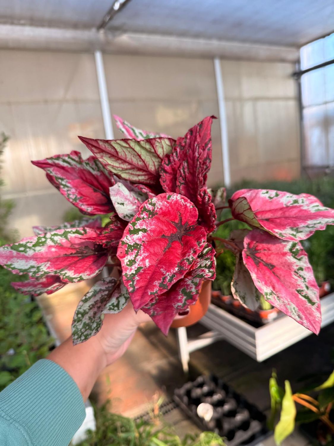 Begonia Blad 'Maui sunset' - vaso Ø12 cm Begonia Blad 'Maui sunset' - vaso Ø12 cm