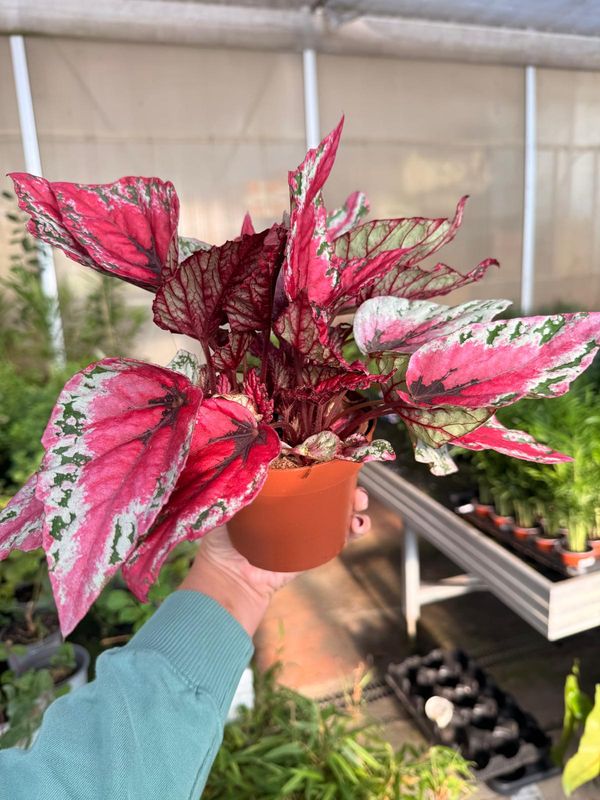 Begonia Blad 'Maui sunset' - vaso Ø12 cm