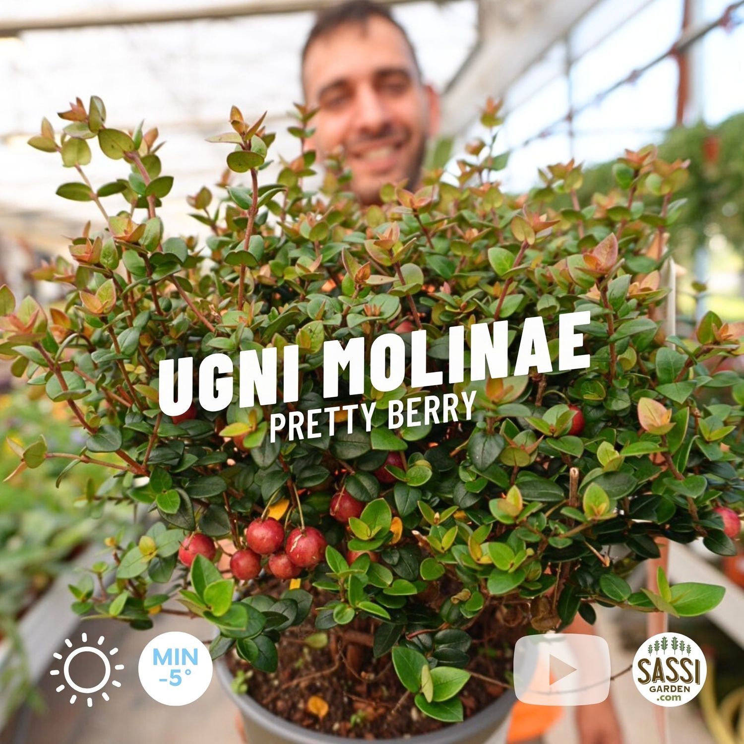 Ugni molinae 'Pretty Berry', Myrtus ugni, Ciliegia cilena, Strawberry Myrtle - vaso Ø17 cm Ugni molinae 'Pretty Berry', Myrtus ugni, Ciliegia cilena, Strawberry Myrtle - vaso Ø17 cm