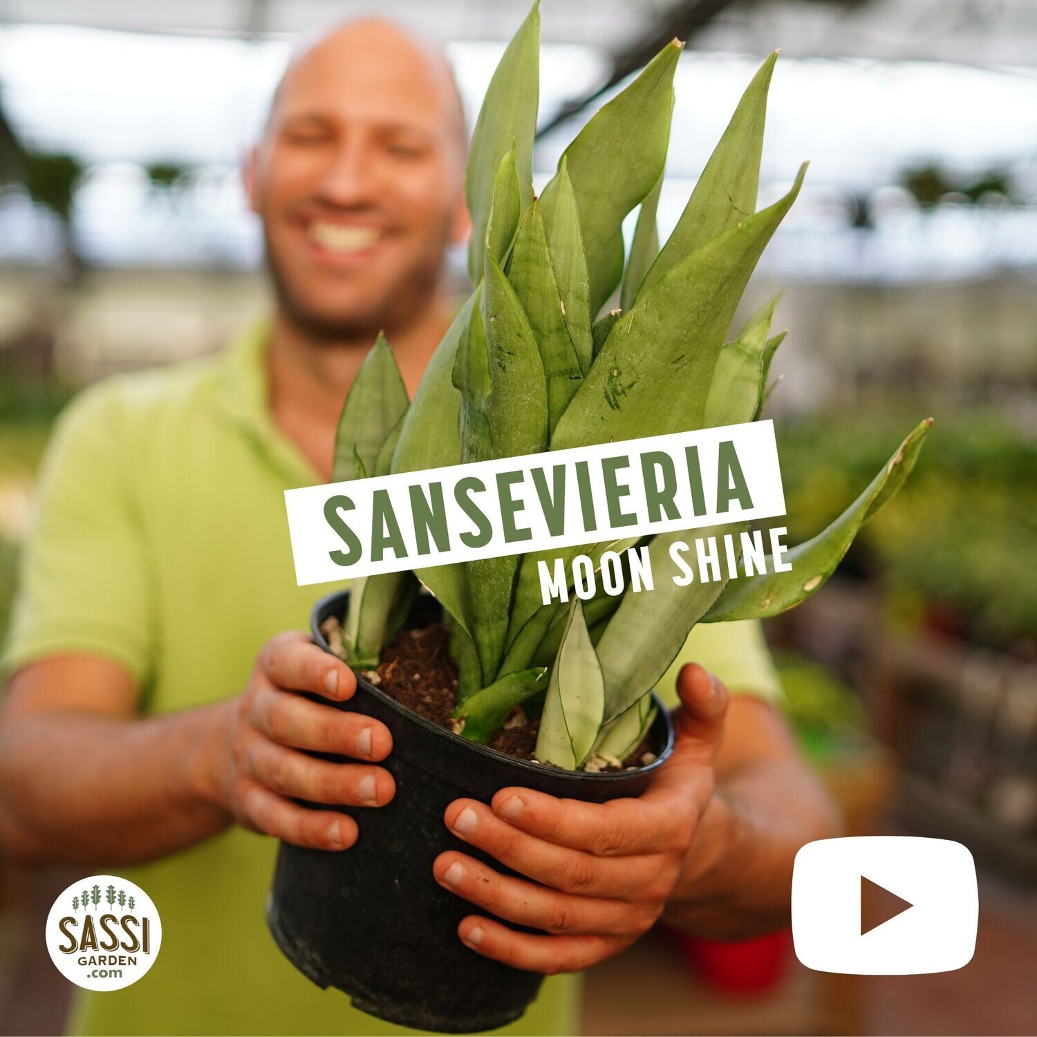 Sansevieria trifasciata 'Moonshine', Sanseveria - vaso Ø9 cm