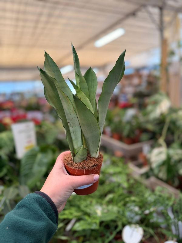 Sansevieria trifasciata 'Moonshine', Sanseveria - vaso Ø9 cm