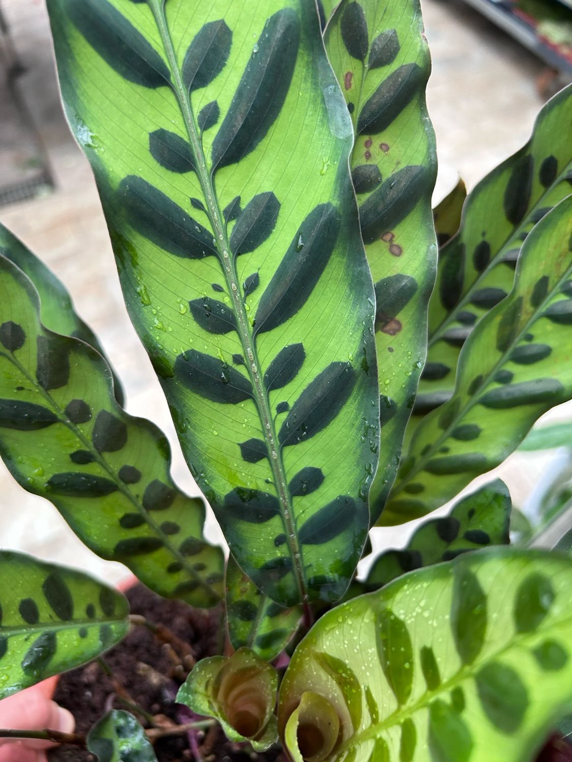 Calathea lancifolia - vaso Ø14 cm Calathea lancifolia - vaso Ø14 cm