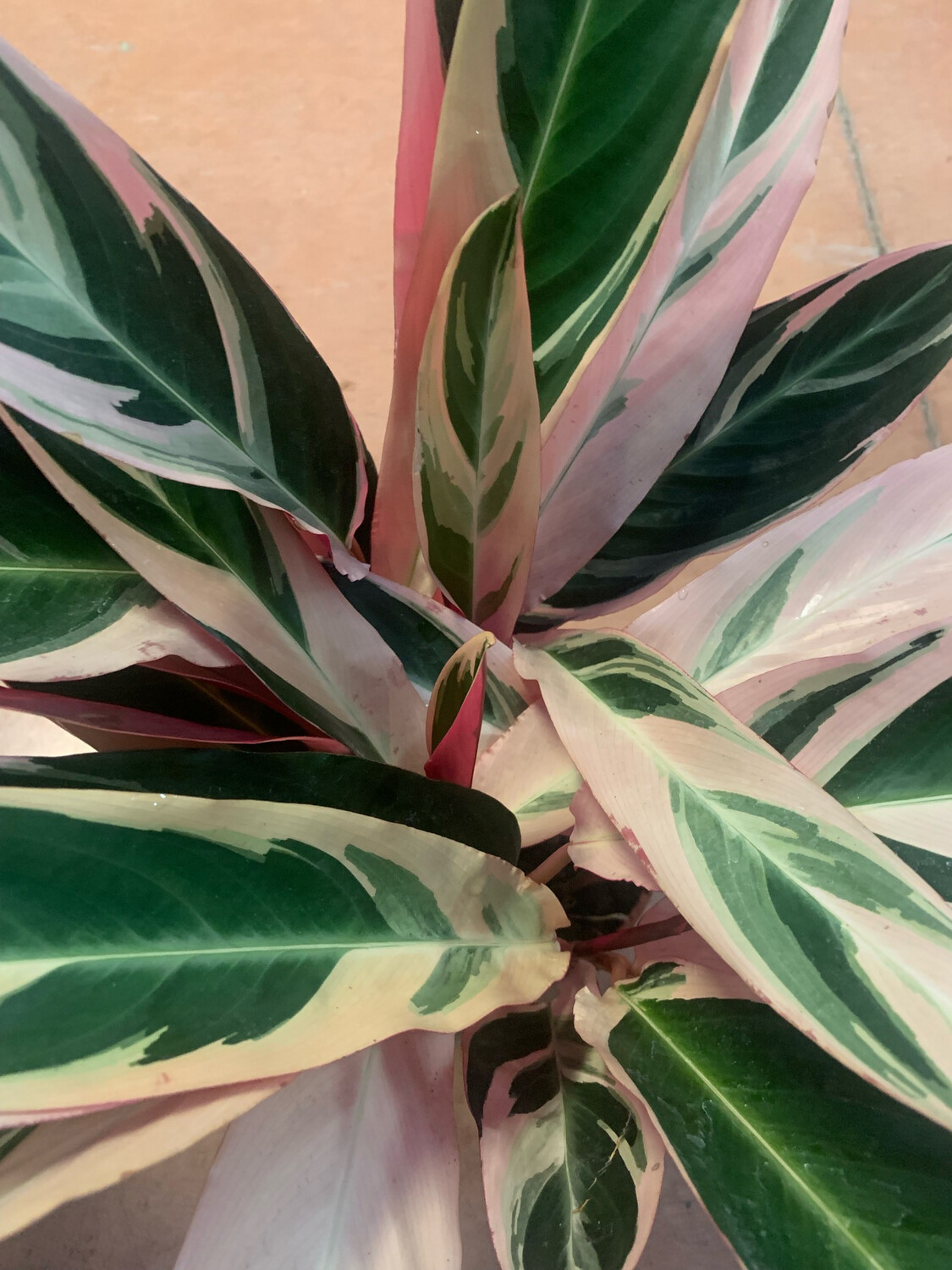 Stromanthe sanguinea "Triostar" - vaso Ø12 cm