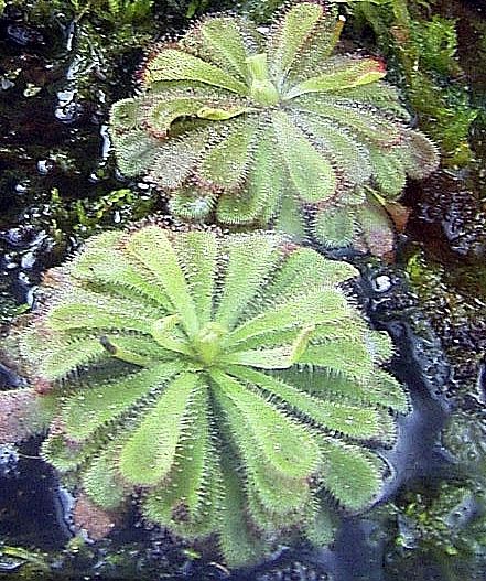 Drosera aliciae, pianta carnivora - vaso Ø12 cm