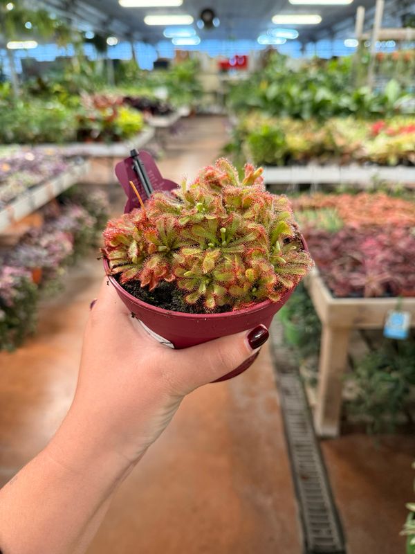 Drosera aliciae, pianta carnivora - vaso Ø12 cm