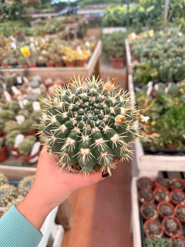 Notocactus Mammulosus - vaso Ø12 cm