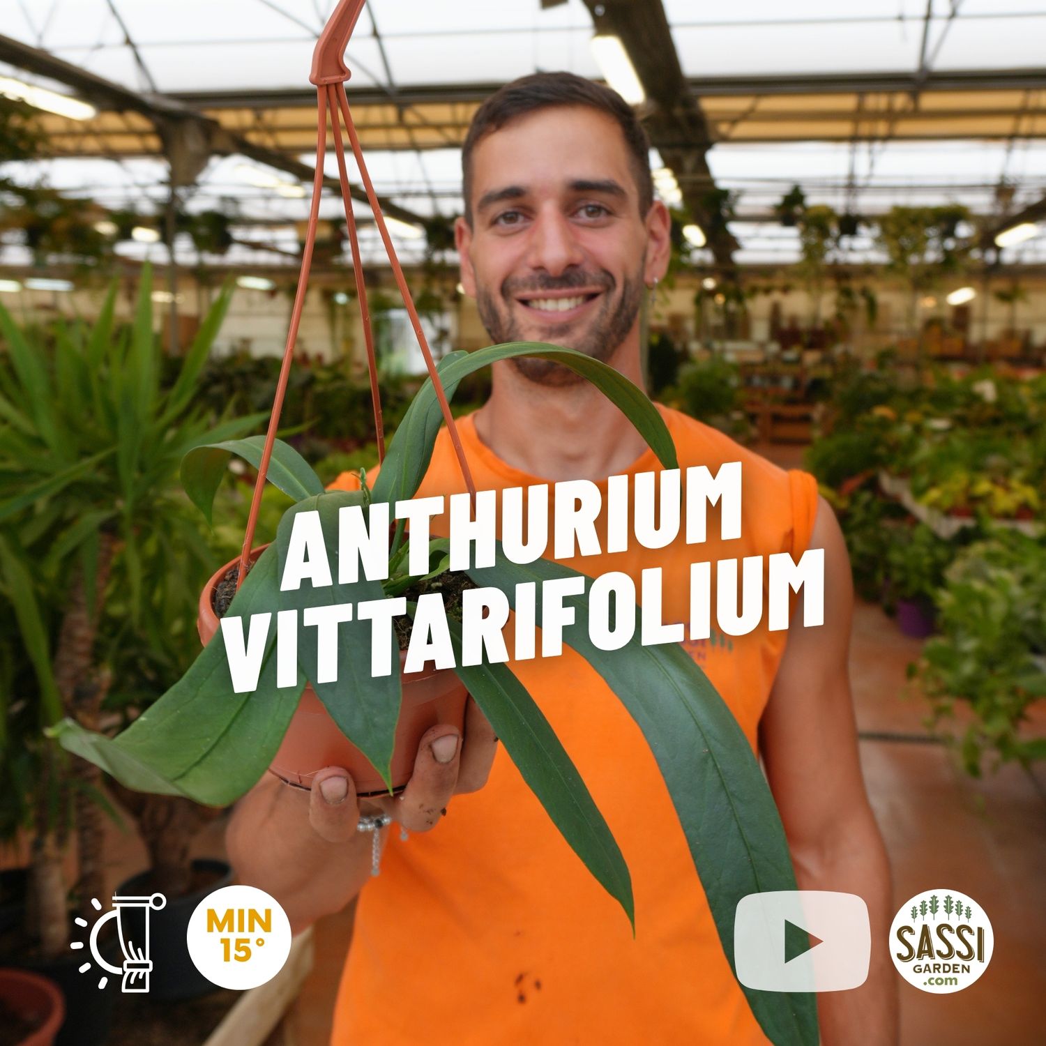 Anthurium vittarifolium, anthurium a foglie nastriformi - vaso Ø14 cm Anthurium vittarifolium, anthurium a foglie nastriformi - vaso Ø14 cm