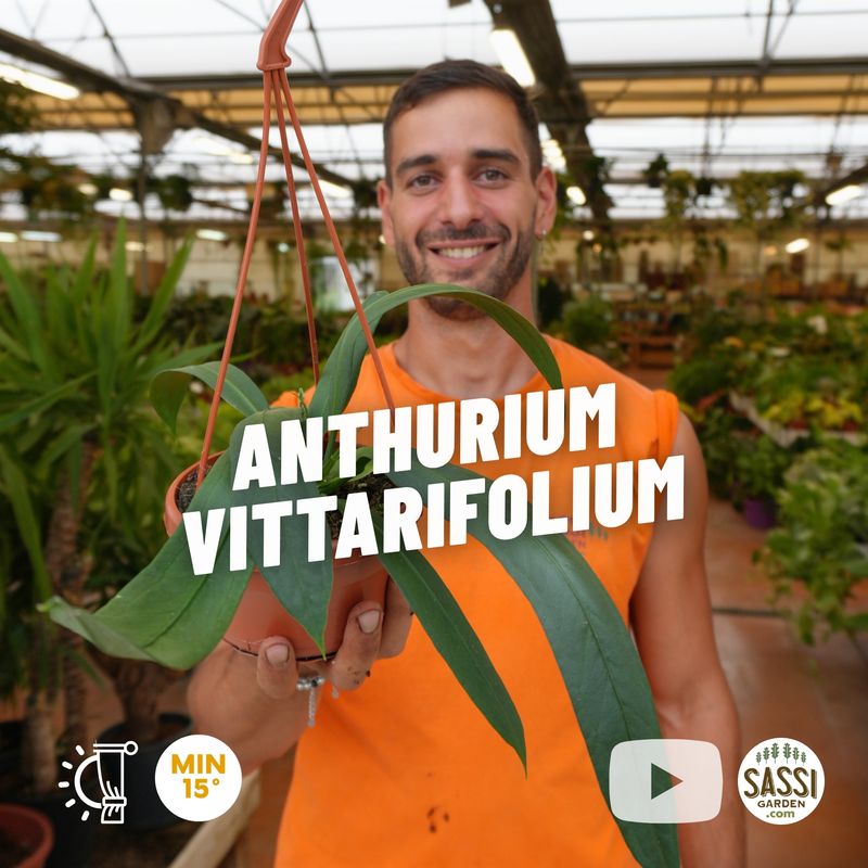 Anthurium vittarifolium, anthurium a foglie nastriformi - vaso Ø14 cm