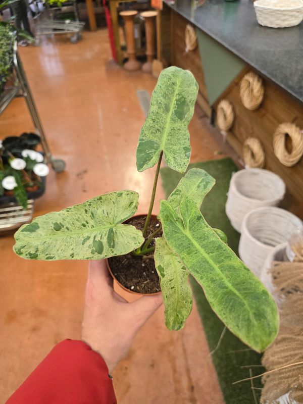 Philodendron 'Paraiso Verde', Filodendro - vaso Ø12 cm