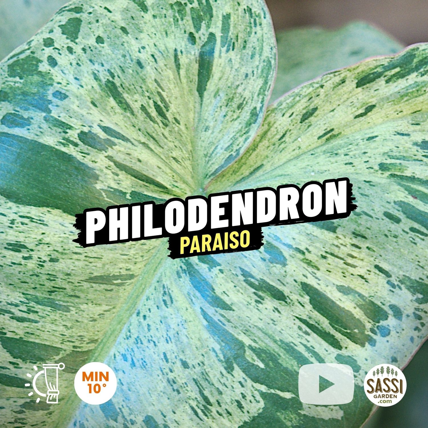 Philodendron 'Paraiso Verde', Filodendro - vaso Ø12 cm