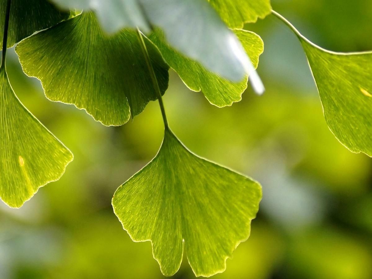 Ginkgo biloba - alveolo forestale h 40 Ginkgo biloba - alveolo forestale h 40