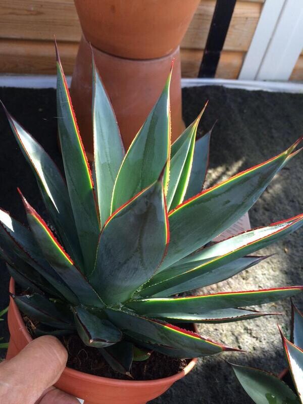 Agave 'Shaka Zulu', Pianta Succulenta, Pianta Grassa -  vaso Ø30 cm