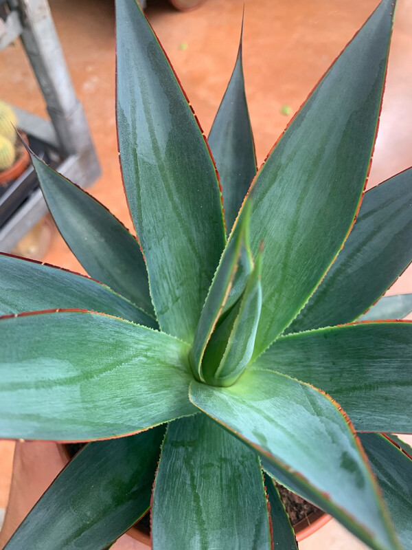 Agave 'Shaka Zulu', Pianta Succulenta, Pianta Grassa -  vaso Ø30 cm