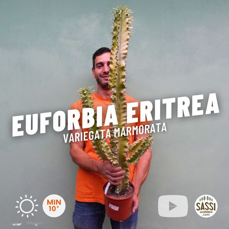 Euforbia Eritrea variegata, Euphorbia marmorata - vaso Ø17 cm, h 50 cm