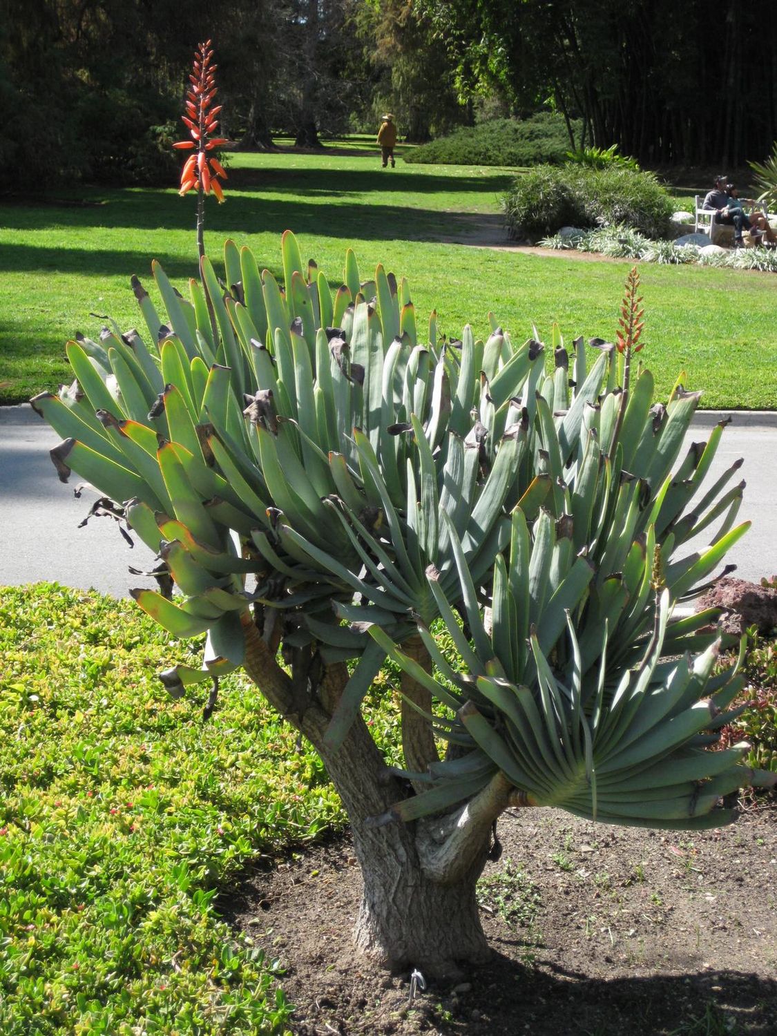 Aloe plicatilis, aloe a ventagli  - vaso Ø12 cm
