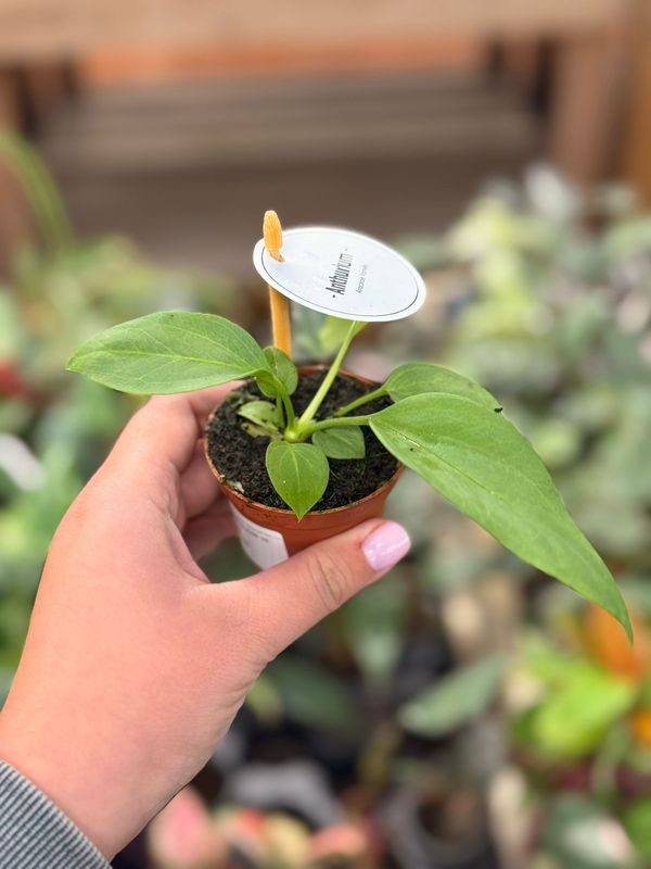 Anthurium vittarifolium - anthurium a foglie nastriformi - vaso Ø6 cm