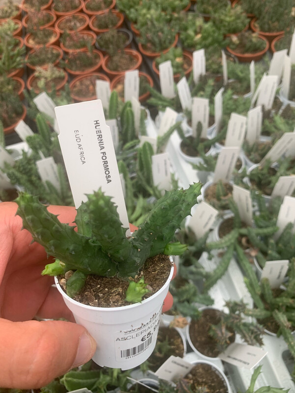 Stapelia, Asclepiadacee, Huernia formosa - vaso Ø5,5 cm 2