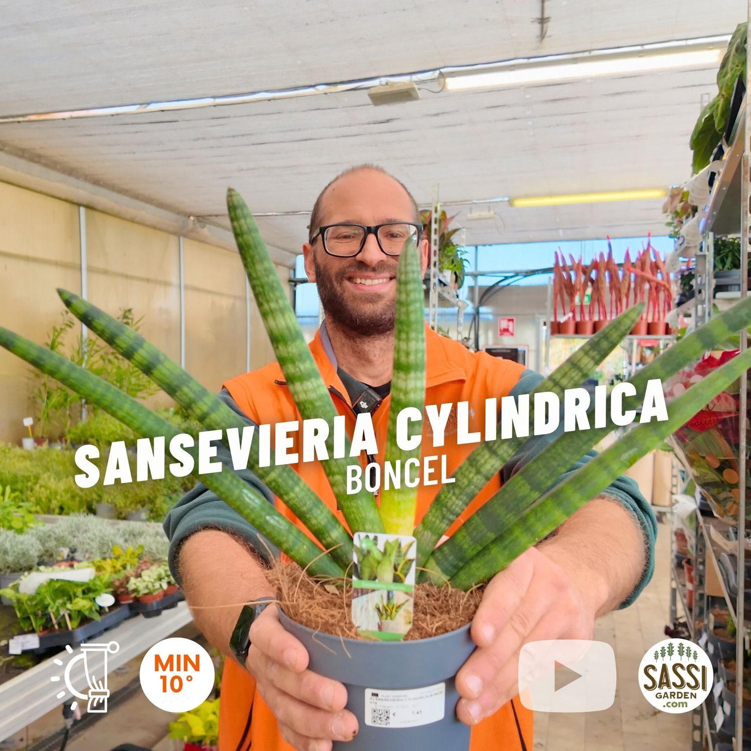 Sansevieria cylindrica 'Boncel', cilindrica - vaso Ø14 cm