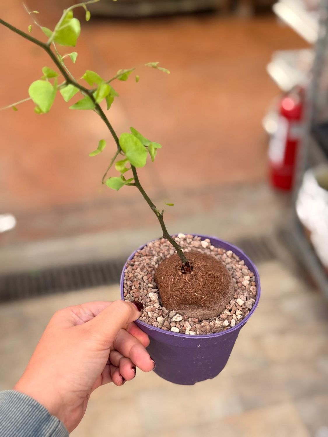 Dioscorea elephantipes, Pianta tartarurga, Testudinaria - vaso Ø12 cm