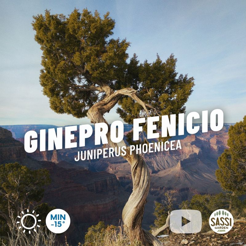 Ginepro fenicio, Juniperus phoenicea - vaso Ø18 cm