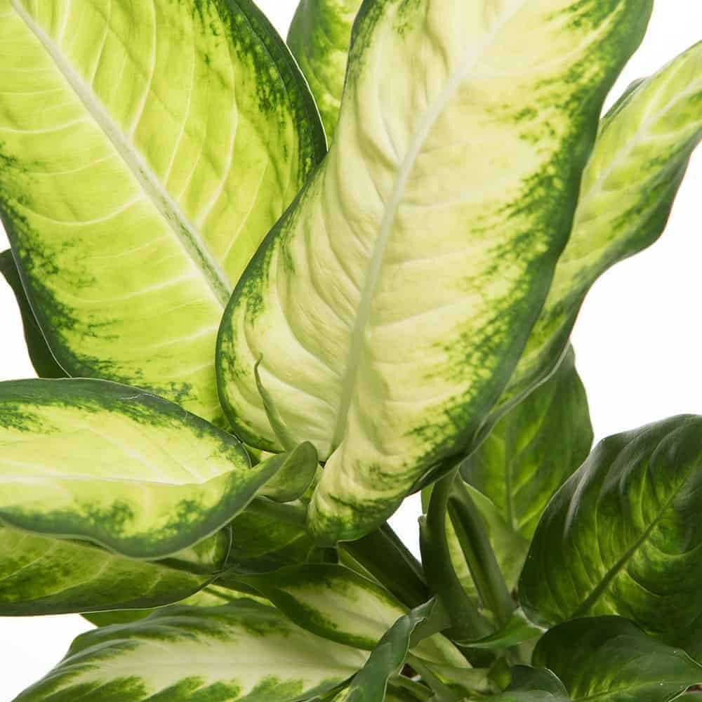 Dieffenbachia Seguine 'Camilla' - vaso Ø17 cm Dieffenbachia Seguine 'Camilla' - vaso Ø17 cm