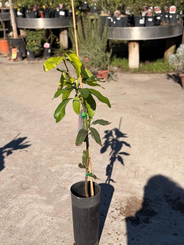 Mango Keitt, Mangifera indica 'Osteen' - vaso Ø20 cm