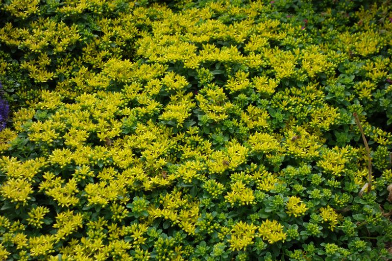 Sedum kamtschatucum - vaso Ø12 cm