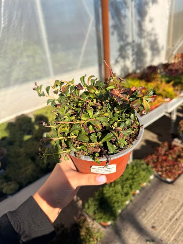 Sedum kamtschatucum - vaso Ø12 cm