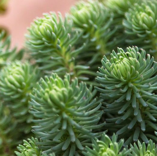 Sedum foresterianum elegans - vaso Ø14 cm