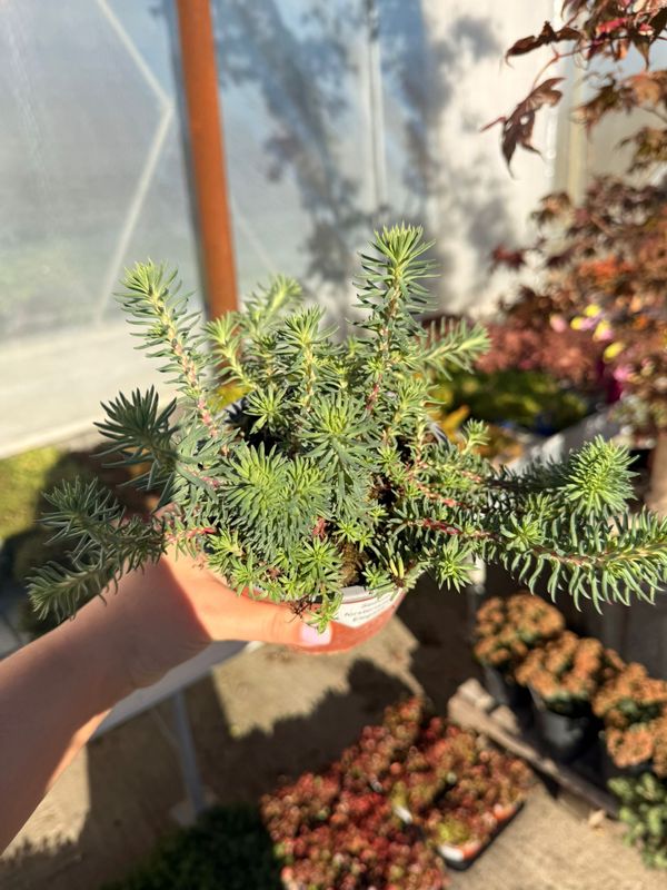 Sedum foresterianum elegans - vaso Ø14 cm