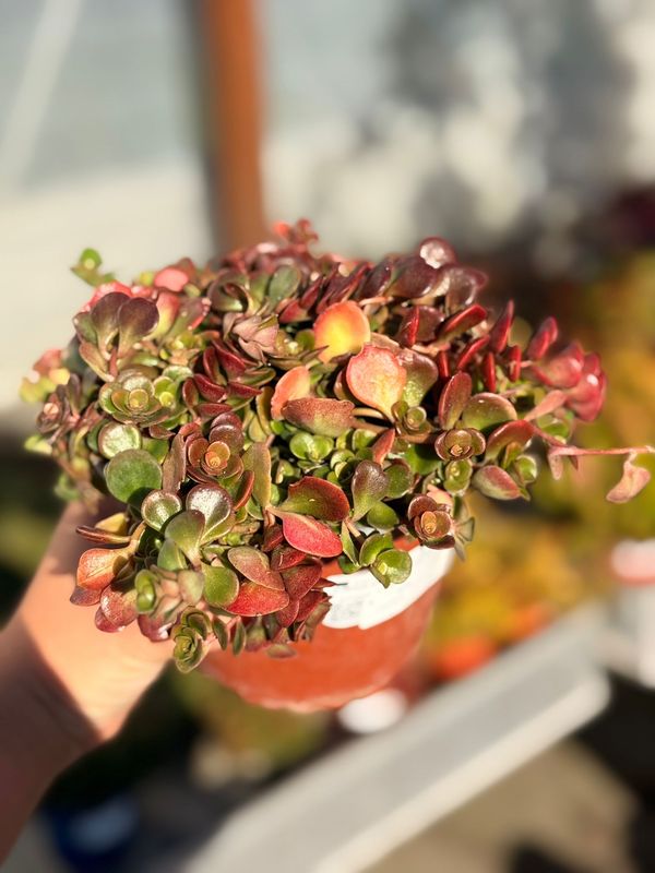 Sedum makinoi yellow - vaso Ø14 cm