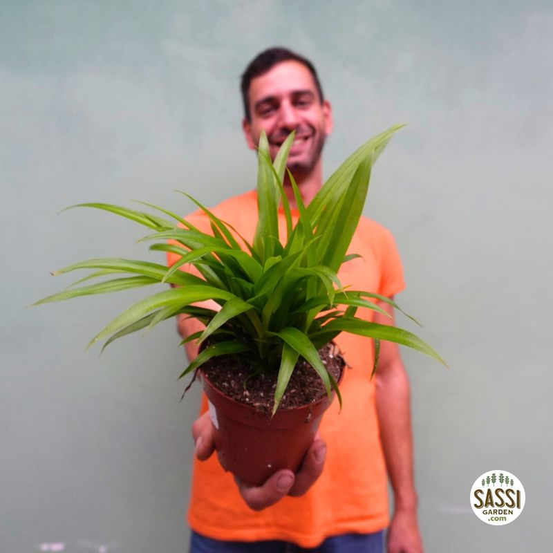 Chlorophytum comosum 'Lemon', Clorofito, Falangio, Nastrino - vaso Ø12 cm