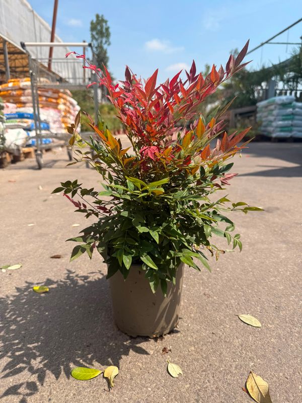 Nandina domestica 'Gulfstream' - vaso Ø19 cm