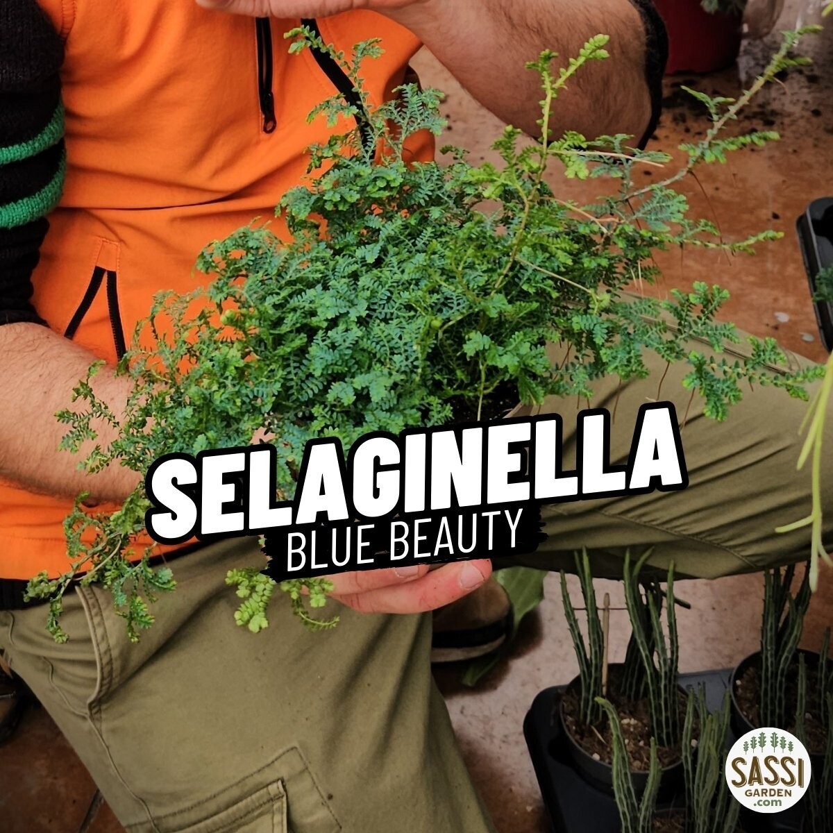 Selaginella uncinata Peacock, Blue Beauty, Pavone, Muschio azzurro - basket  Ø12 cm