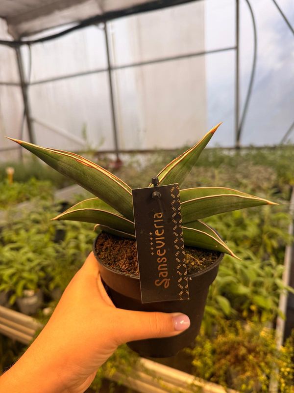 Sanseveria, Sansevieria 'Almond Silver' - vaso Ø12 cm