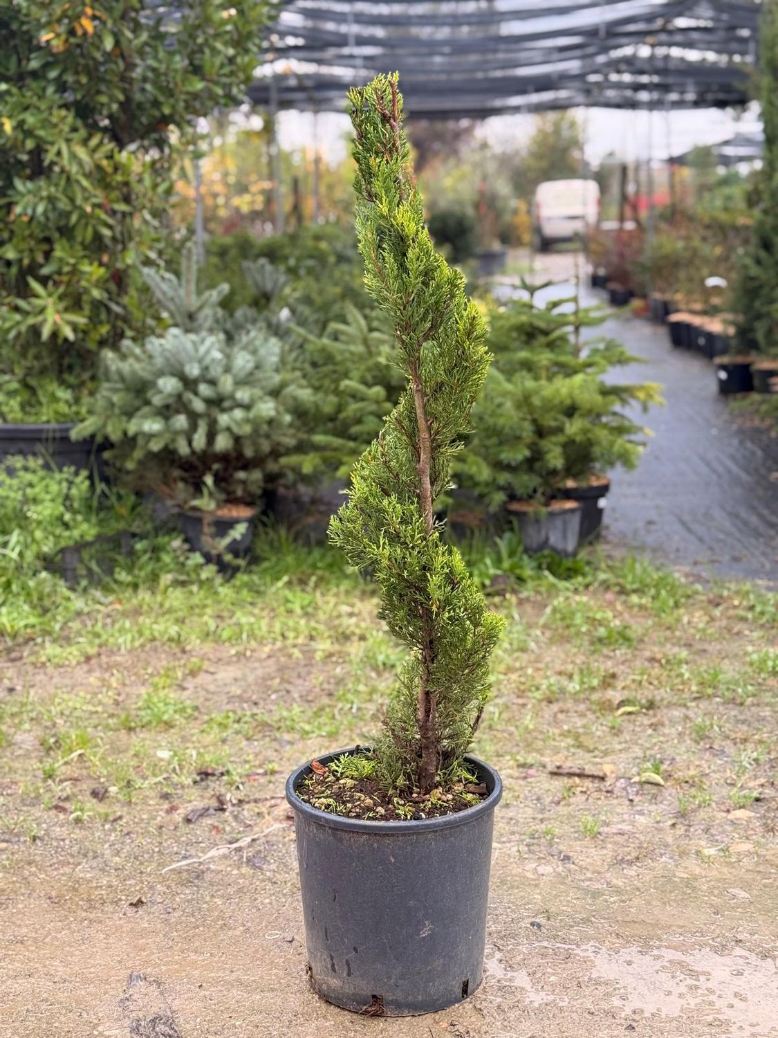 Cipresso Leylandii 'Goldcrest' Spirale - vaso Ø30 cm Cipresso Leylandii 'Goldcrest' Spirale - vaso Ø30 cm