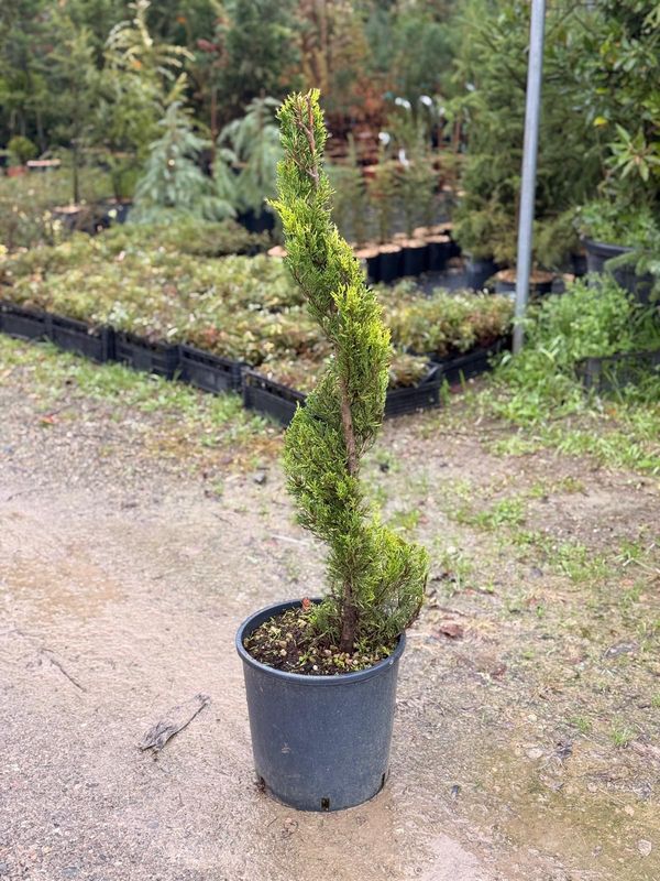 Cipresso Leylandii 'Goldcrest' Spirale - vaso Ø30 cm