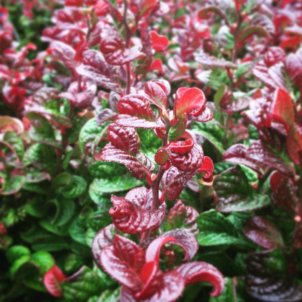 Leucothoe axillaris ‘Curly Red’ - leucotoe, leucotoe riccia - vaso Ø18 cm