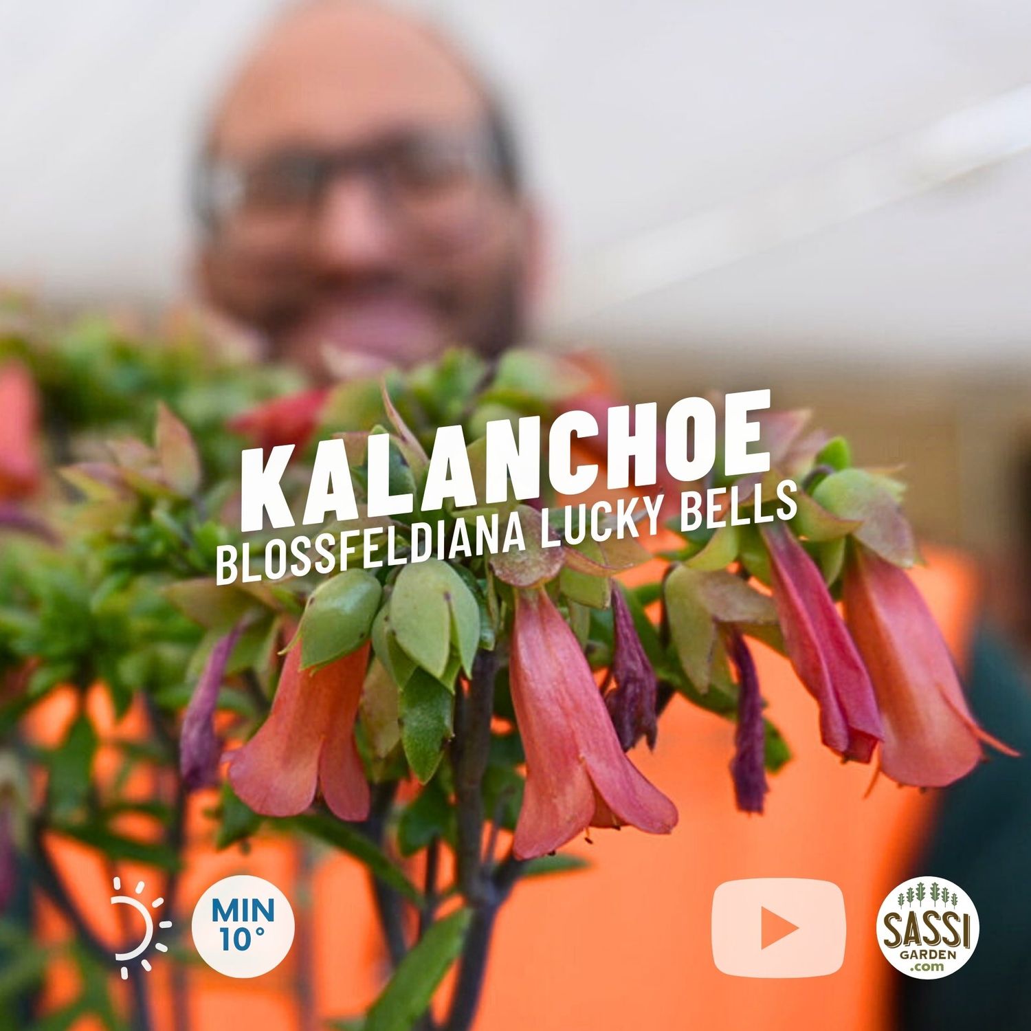 Kalanchoe blossfeldiana 'Lucky Bells' - vaso Ø14 cm
