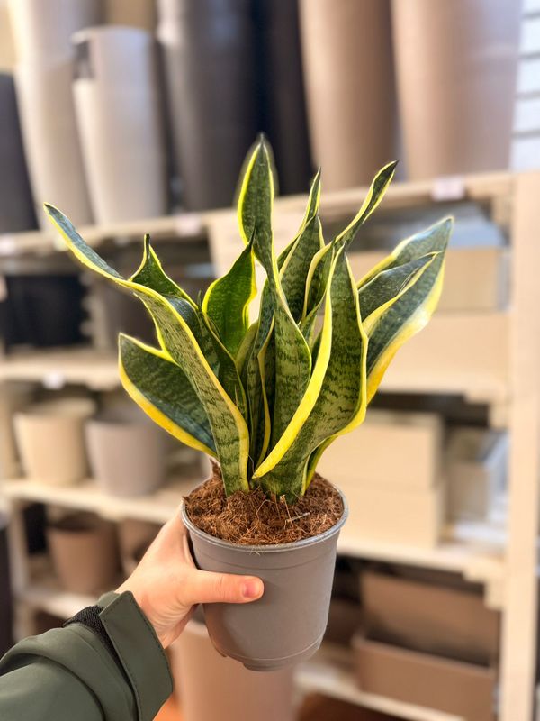 Sansevieria trifasciata 'Futura Superba' - vaso Ø14 cm