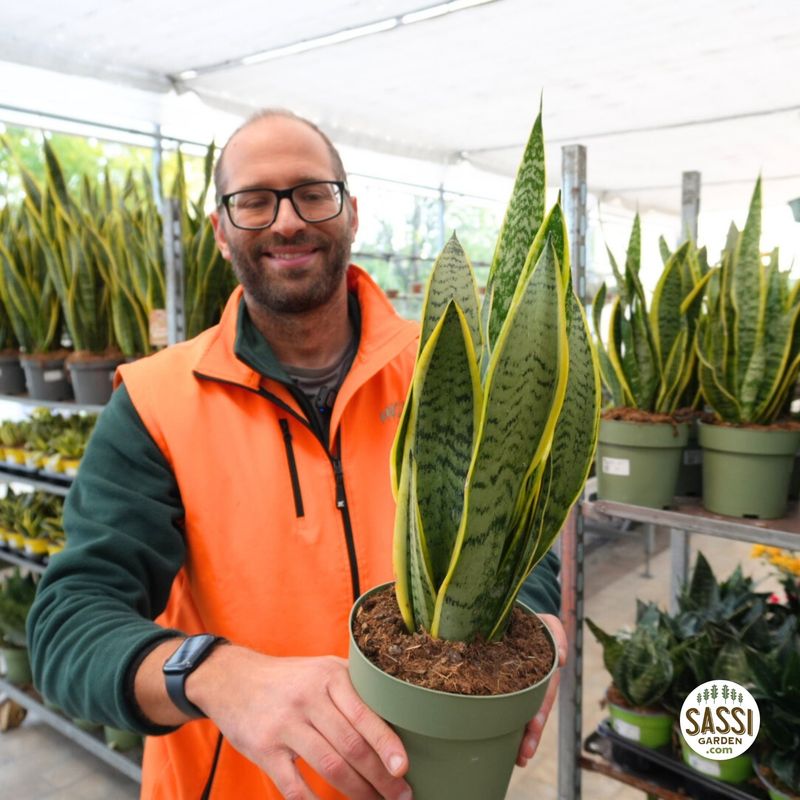 Sansevieria trifasciata 'Futura Superba' - vaso Ø17 cm