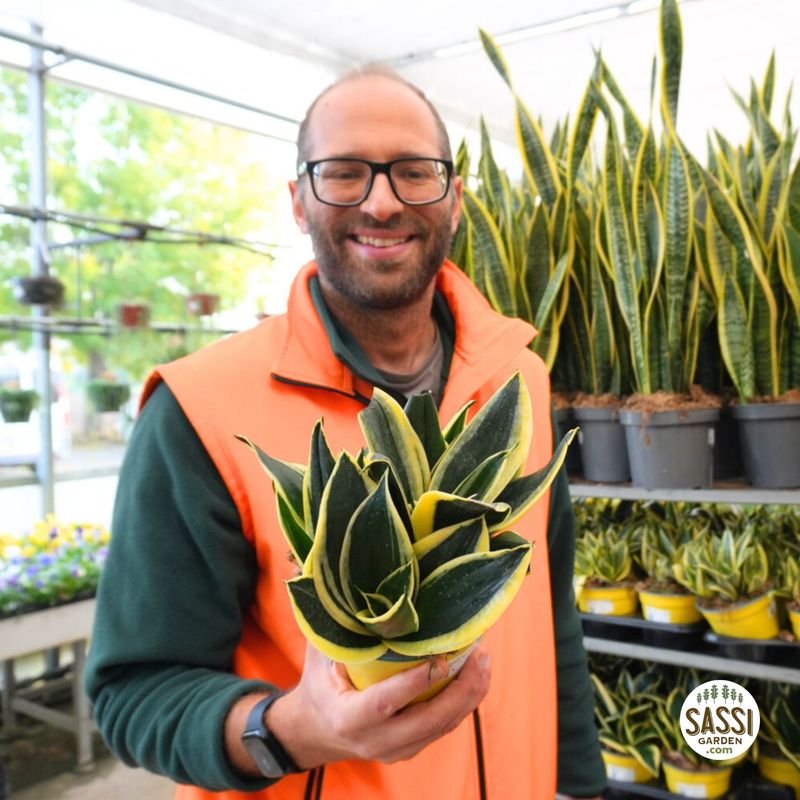 Sansevieria trifasciata 'Hahnii Jade Pagoda' - vaso Ø14 cm