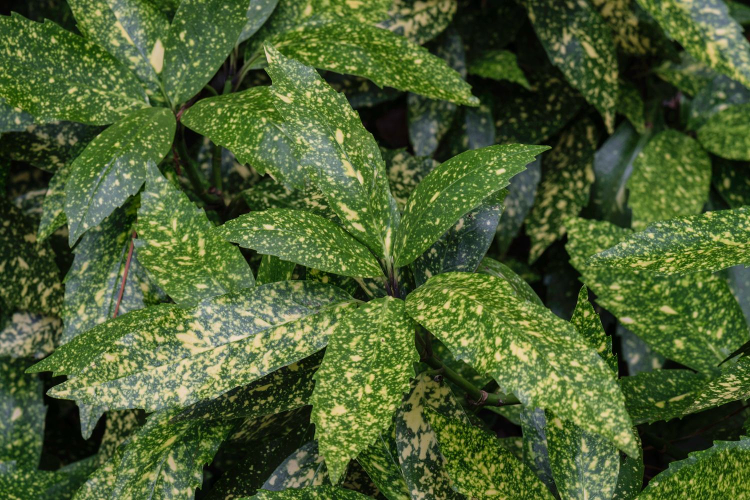 Aucuba Japonica variegata - vaso Ø24 cm