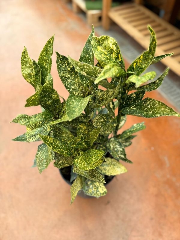 Aucuba Japonica variegata - vaso Ø24 cm