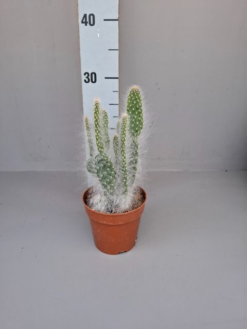 Opuntia Blue Ale - vaso Ø12 cm