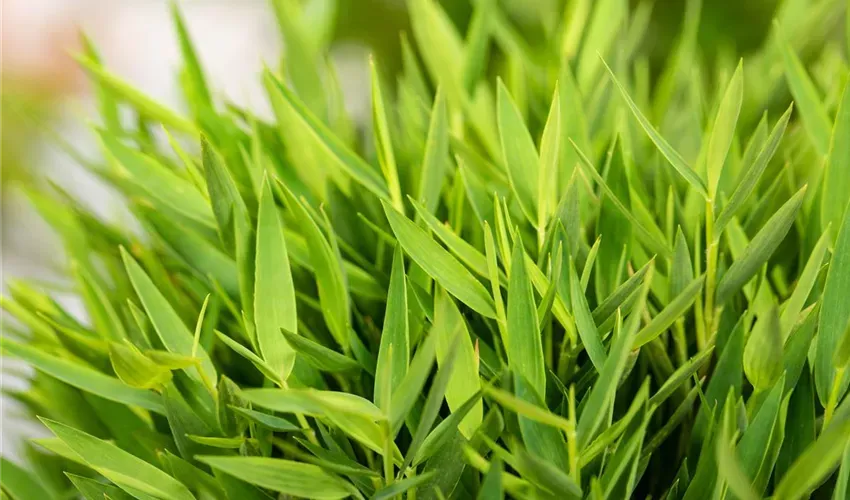 Pogonatherum paniceum ‘Monica’ - bambù nano, mini bambù, bambù domestico - vaso Ø12 cm