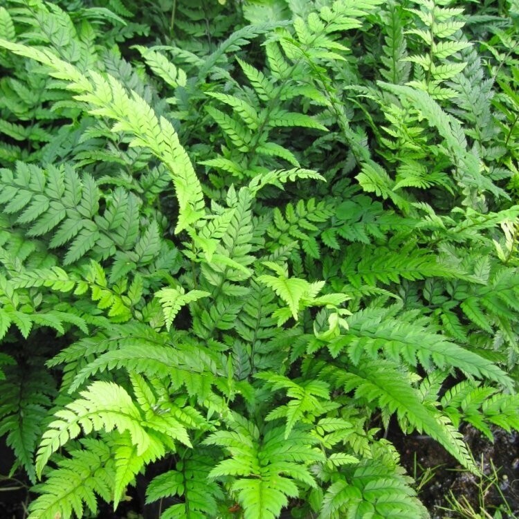 Felce da Esterno, Polystichum tsus-simense - vaso Ø9 cm